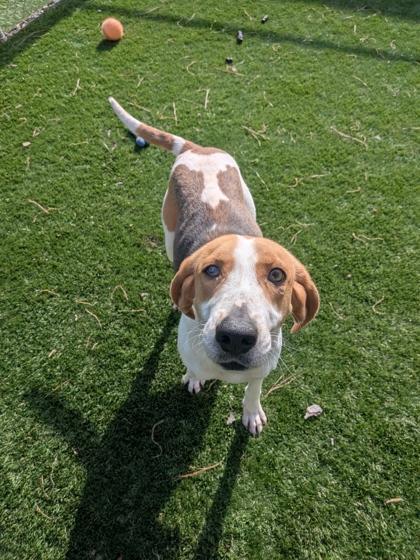 Gretel, Adoptable, Adult Female Treeing Walker Coonhound & Mixed Breed.