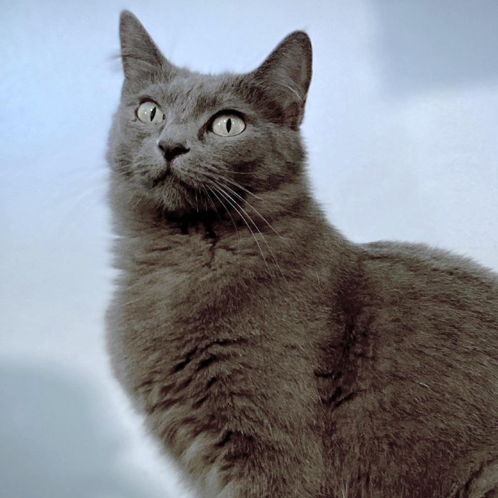 Flower, a Adoptable Domestic Short Hair in Milbank, SD image 3/3