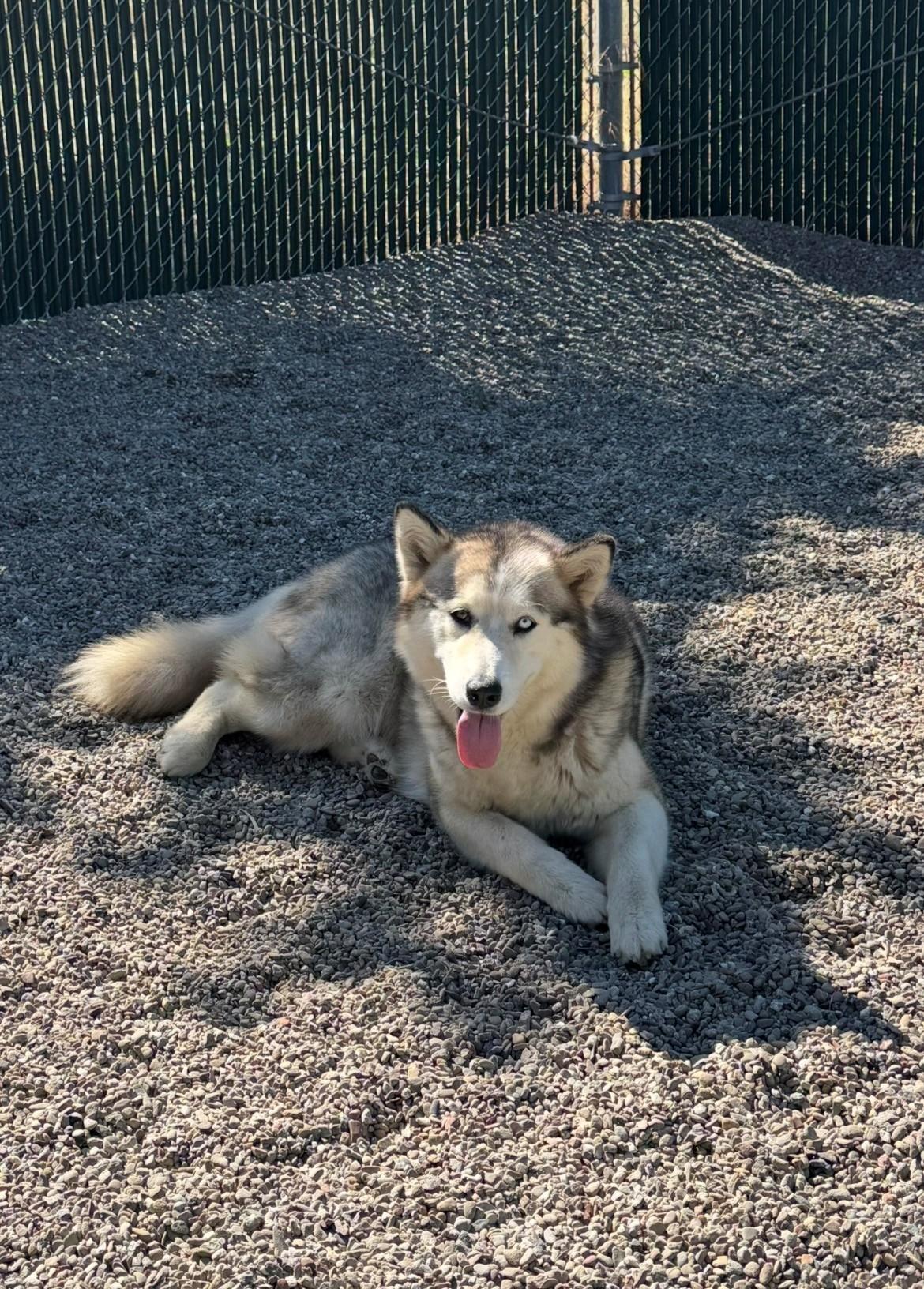 Iris, a ADOPTABLE mixed breed in Ripon, CA image 1/2