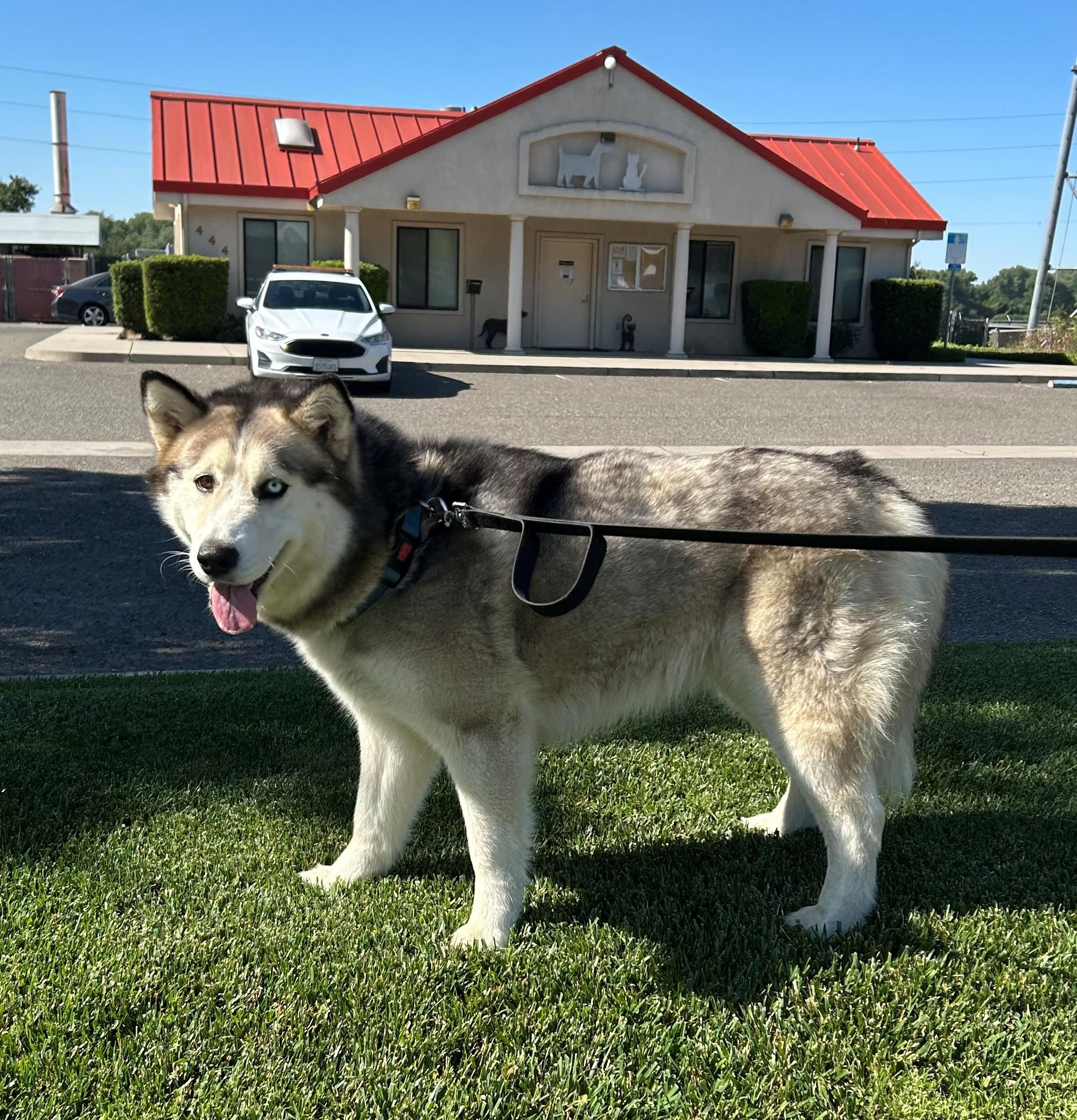 Iris, a ADOPTABLE mixed breed in Ripon, CA image 2/2