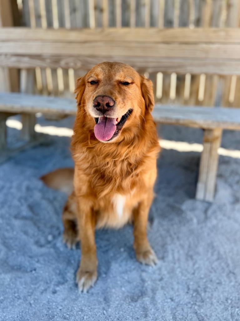 Chicken Little 1, a Adoptable Golden Retriever in Muskegon, MI image 1/4