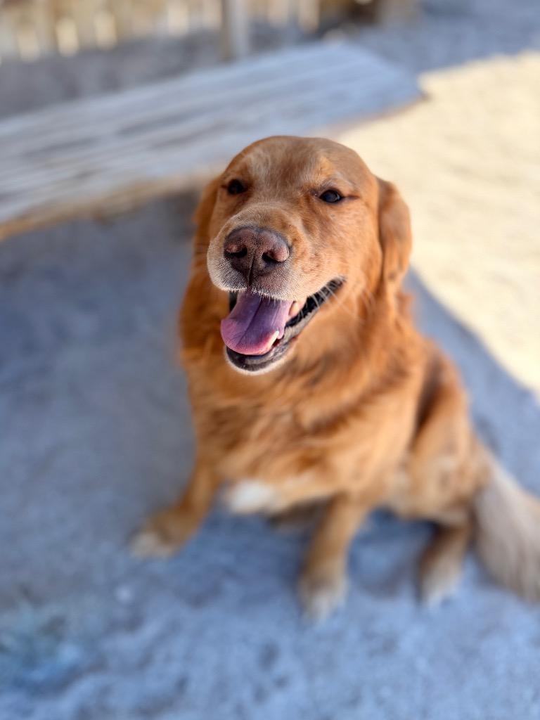 Chicken Little 1, a Adoptable Golden Retriever in Muskegon, MI image 2/4