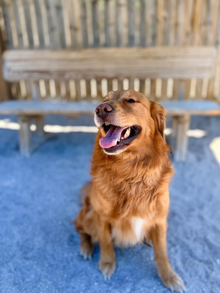 Chicken Little 1, a Adoptable Golden Retriever in Muskegon, MI image 3/4