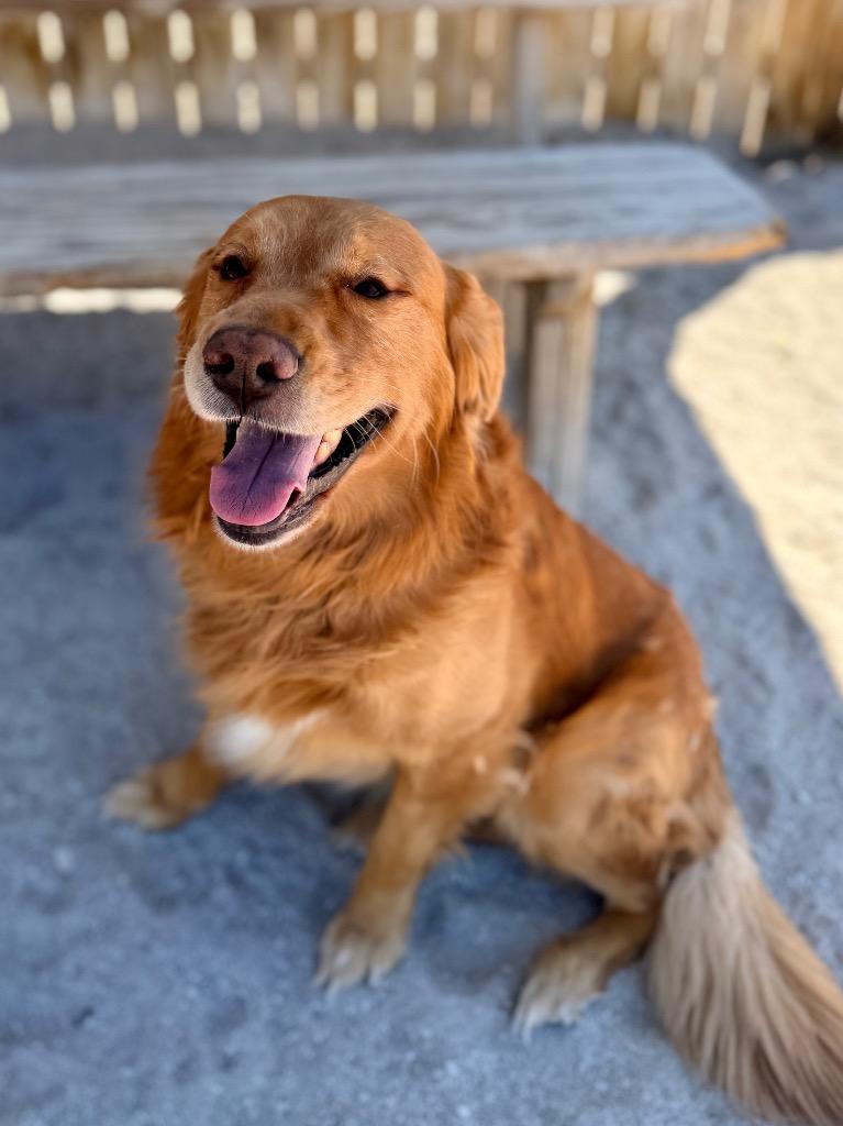 Chicken Little 1, a Adoptable Golden Retriever in Muskegon, MI image 4/4