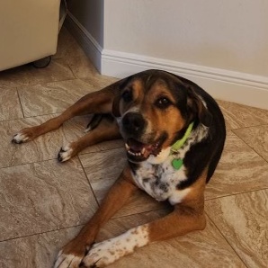 Iggy, a Adoptable Beagle in Fort Myers, FL image 3/5
