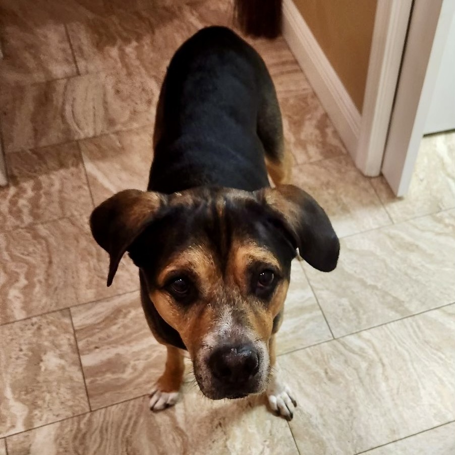 Iggy, Adoptable, Senior Male Beagle.