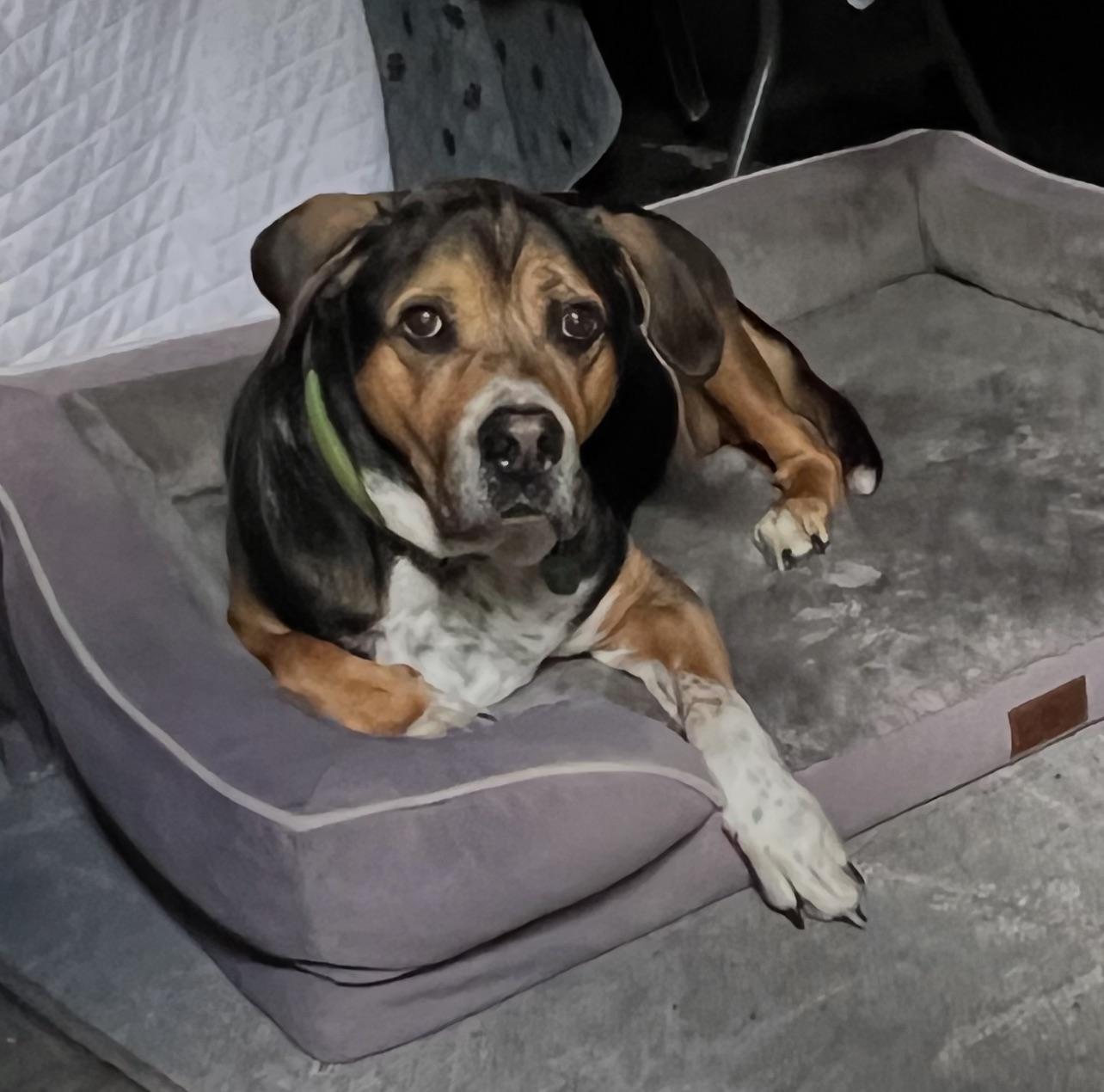 Iggy, a Adoptable Beagle in Fort Myers, FL image 1/5