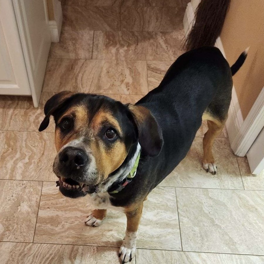 Iggy, a Adoptable Beagle in Fort Myers, FL image 5/5