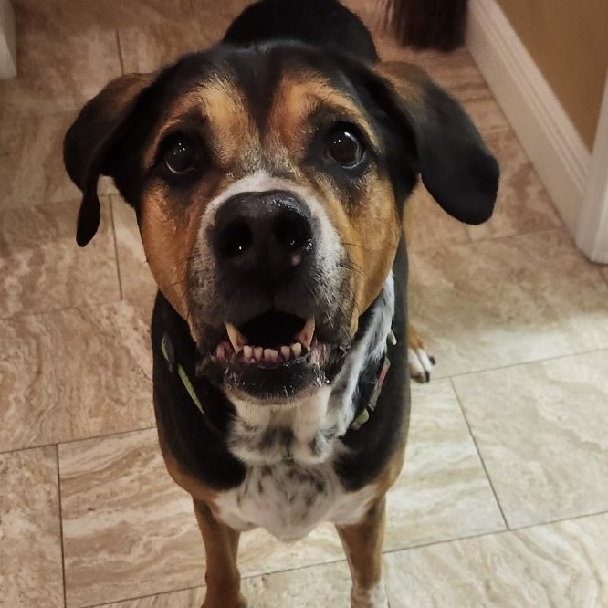 Iggy, a Adoptable Beagle in Fort Myers, FL image 2/5