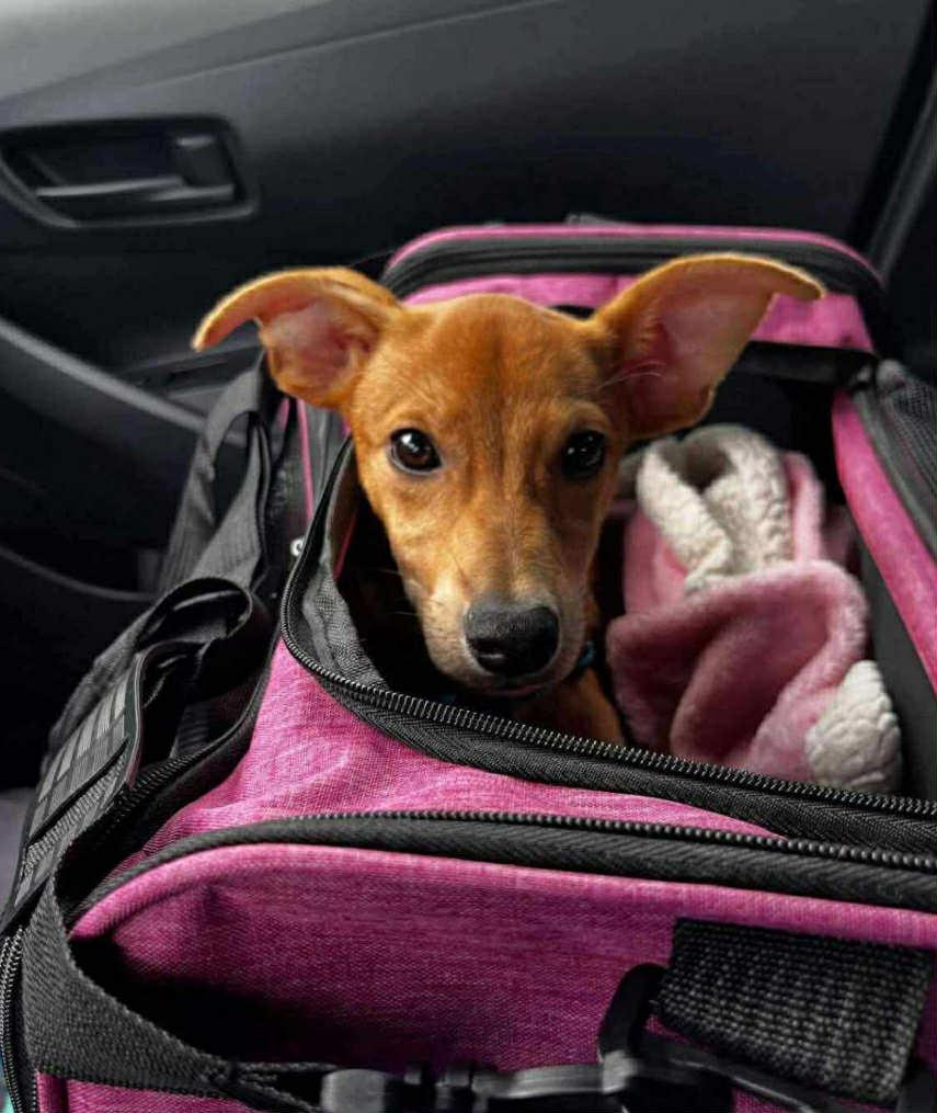 Lexi, Adoptable, Young Female Labrador Retriever & Italian Greyhound.