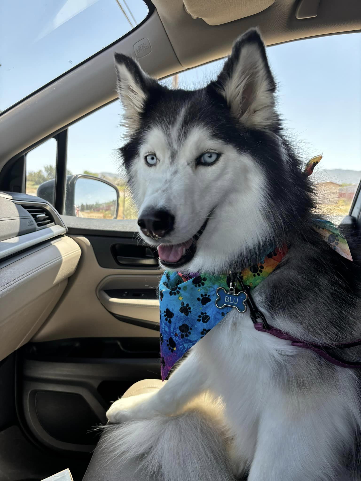 Dog for adoption Blu, a Siberian Husky in Agua Dulce, CA Petfinder