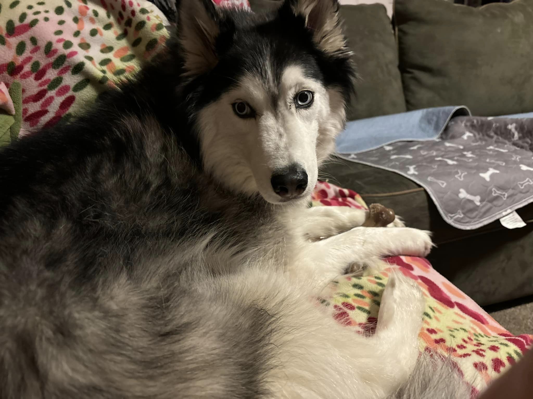 Dog for adoption Blu, a Siberian Husky in Agua Dulce, CA Petfinder