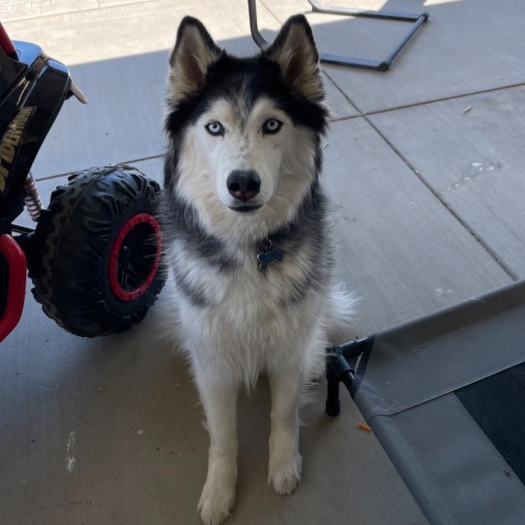 Dog for adoption Blu, a Siberian Husky in Agua Dulce, CA Petfinder