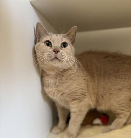 Bailey, Adoptable, Adult Female Domestic Short Hair & Domestic Short Hair.