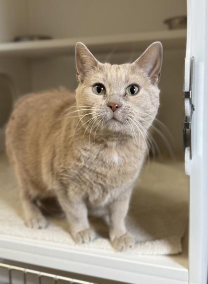 Enlarge Bailey, a Adoptable mixed breed in Harbor Springs, MI image 2/3