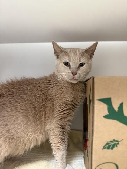 Enlarge Bailey, a Adoptable mixed breed in Harbor Springs, MI image 2/2