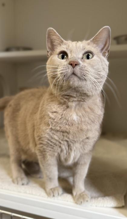 Enlarge Bailey, a Adoptable mixed breed in Harbor Springs, MI image 3/3