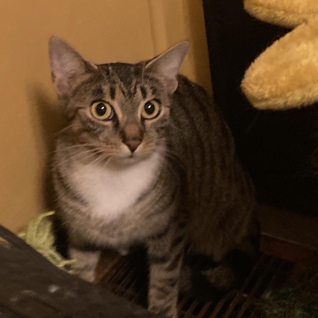 Enlarge Lucy, a Adoptable Domestic Short Hair in Irwin, PA image 1/1