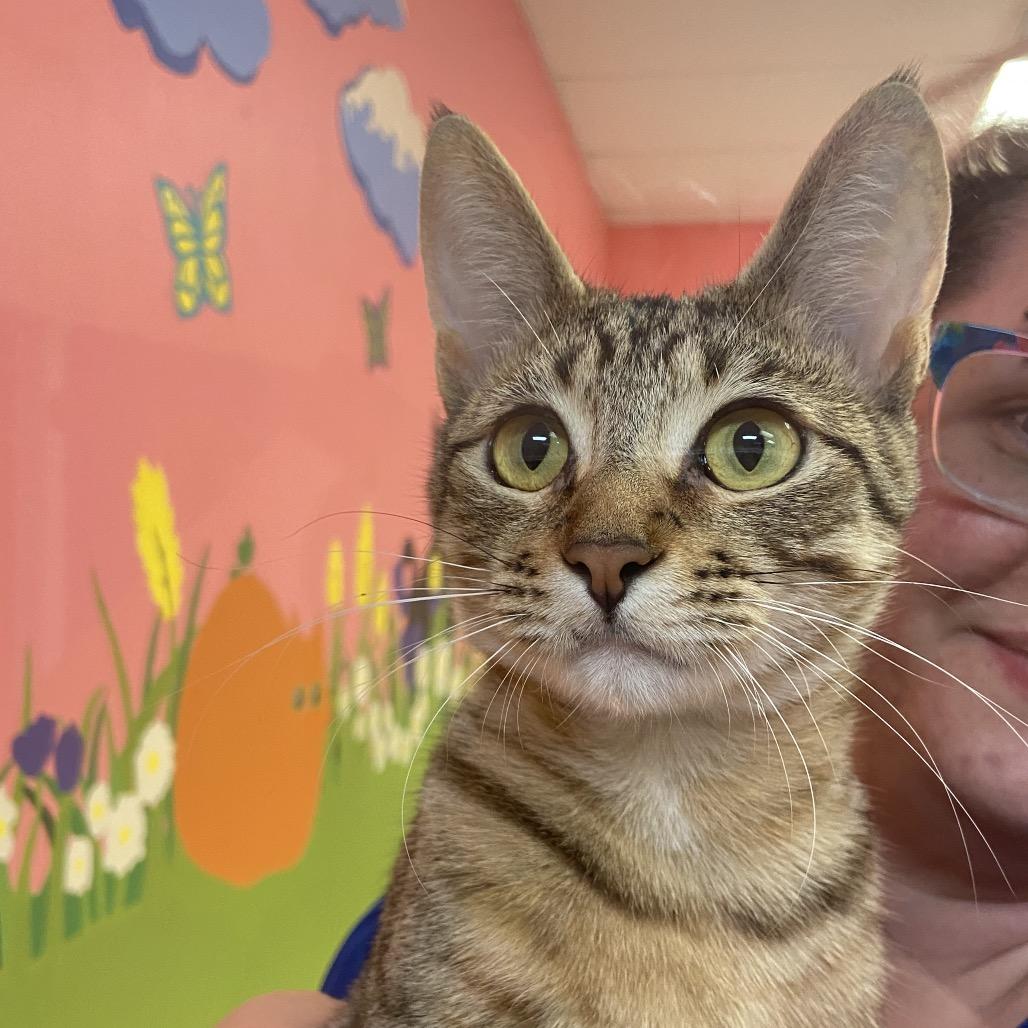 Sassy, Adoptable, Young Female Domestic Short Hair.