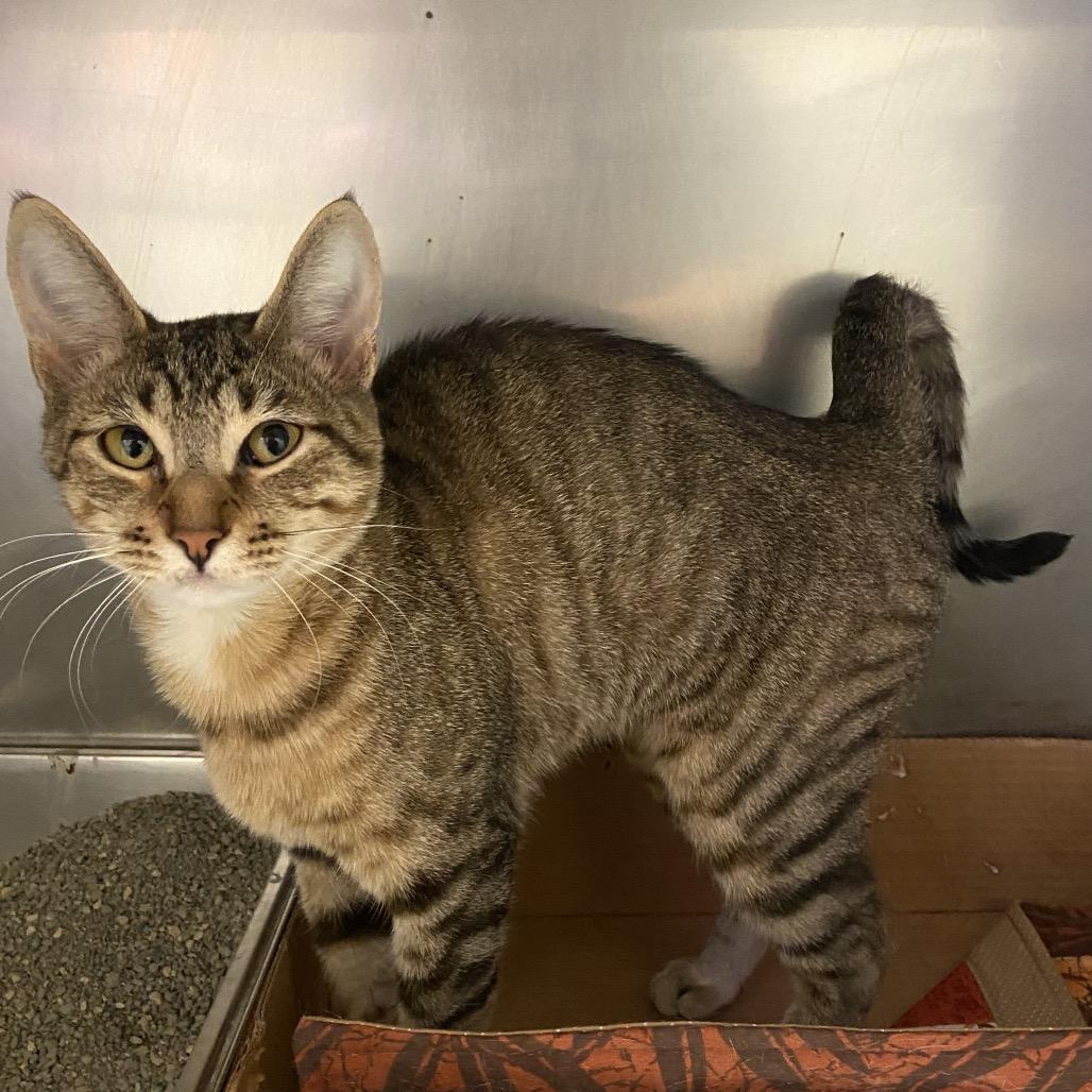 Enlarge Sassy, a Adoptable Domestic Short Hair in Monroe, LA image 2/2