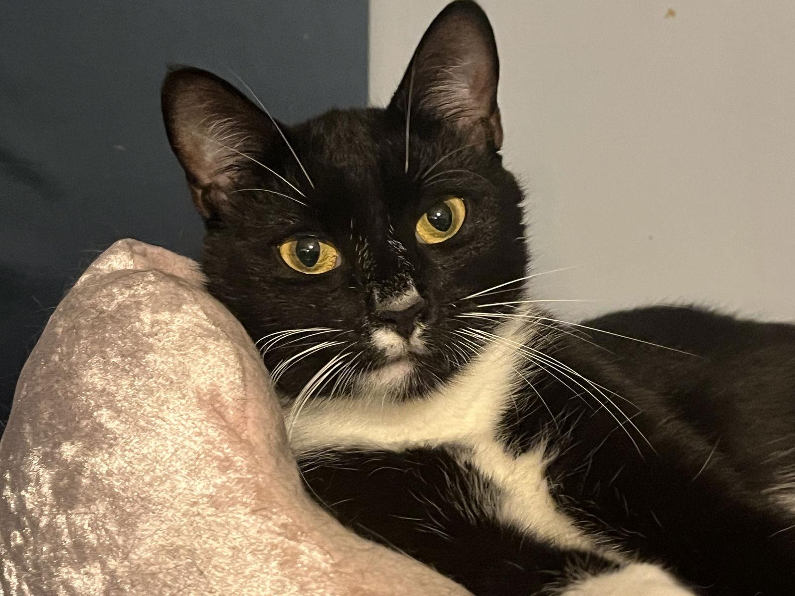 Sabrina, a Adoptable Domestic Short Hair in Clinton, MI image 2/3