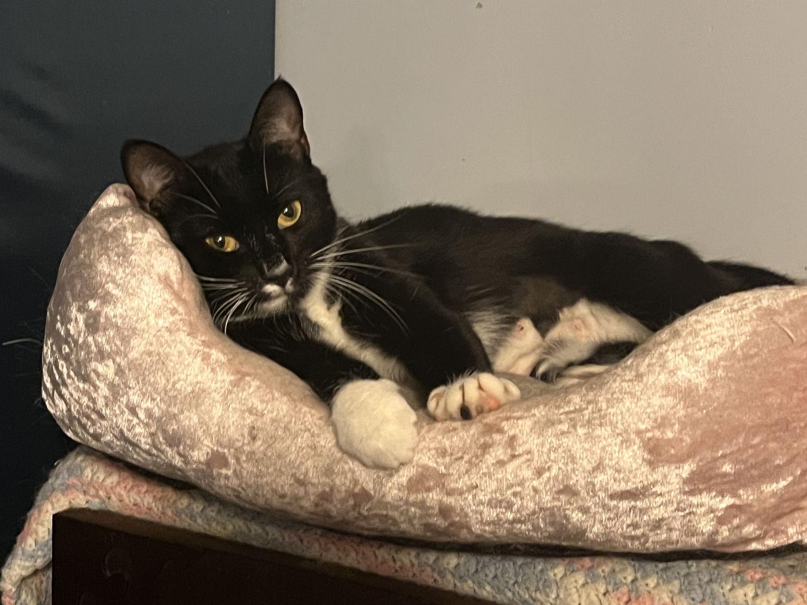 Sabrina, a Adoptable Domestic Short Hair in Clinton, MI image 3/3