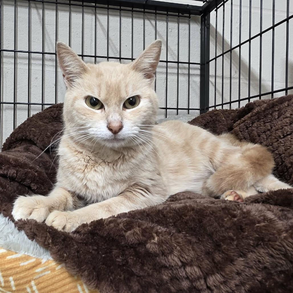 Enlarge Starburst 1426, a Adoptable Domestic Short Hair in Hamilton, GA image 1/4