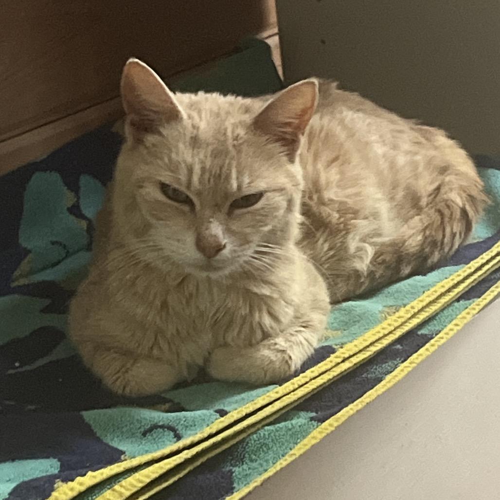 Enlarge Starburst 1426, a Adoptable Domestic Short Hair in Hamilton, GA image 2/4