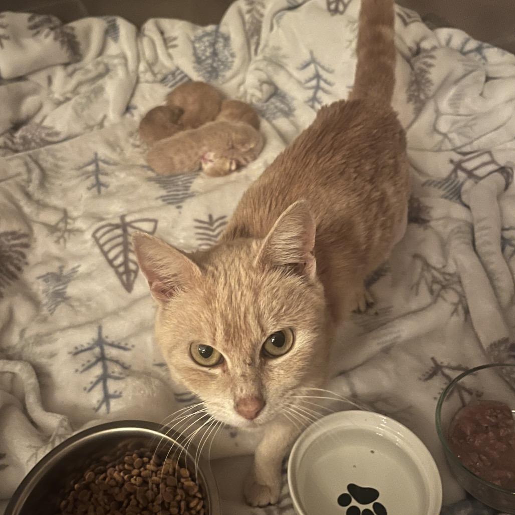 Enlarge Starburst 1426, a Adoptable Domestic Short Hair in Hamilton, GA image 3/4