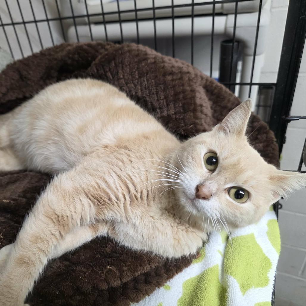 Enlarge Starburst 1426, a Adoptable Domestic Short Hair in Hamilton, GA image 4/4