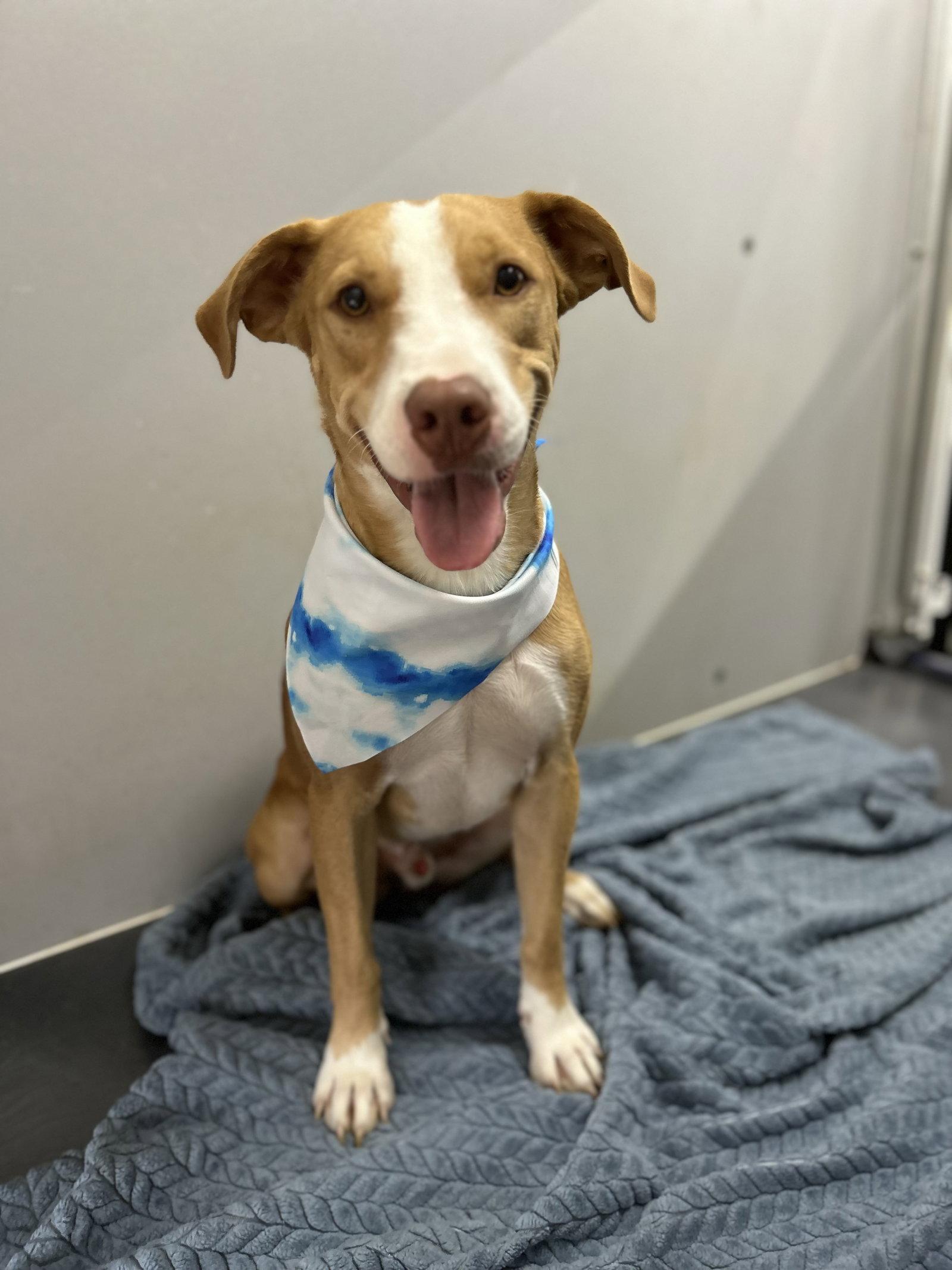 Dobby, Adoptable, Young Male German Shepherd Dog & Labrador Retriever.
