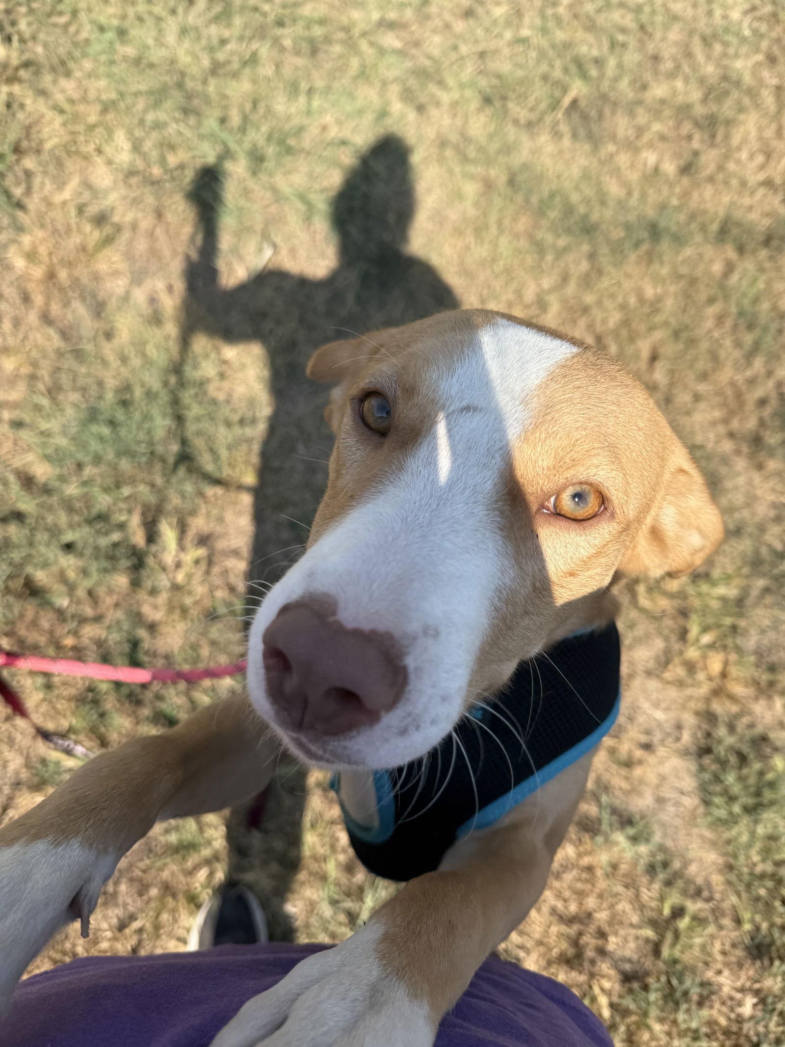 Enlarge Dobby, a Adoptable mixed breed in Corning, AR image 1/3