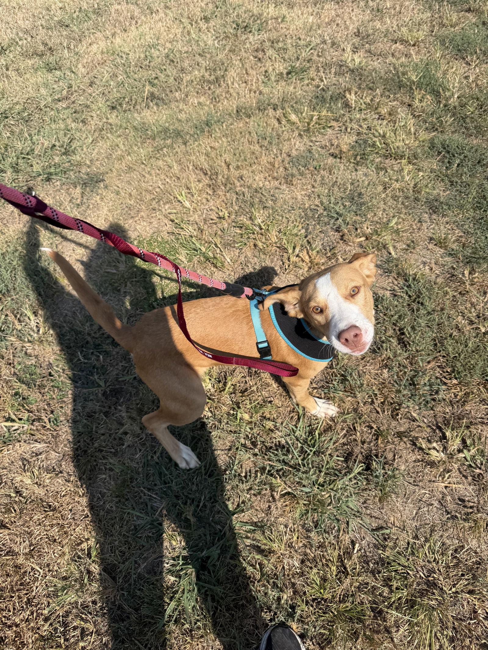 Enlarge Dobby, a Adoptable mixed breed in Corning, AR image 2/3