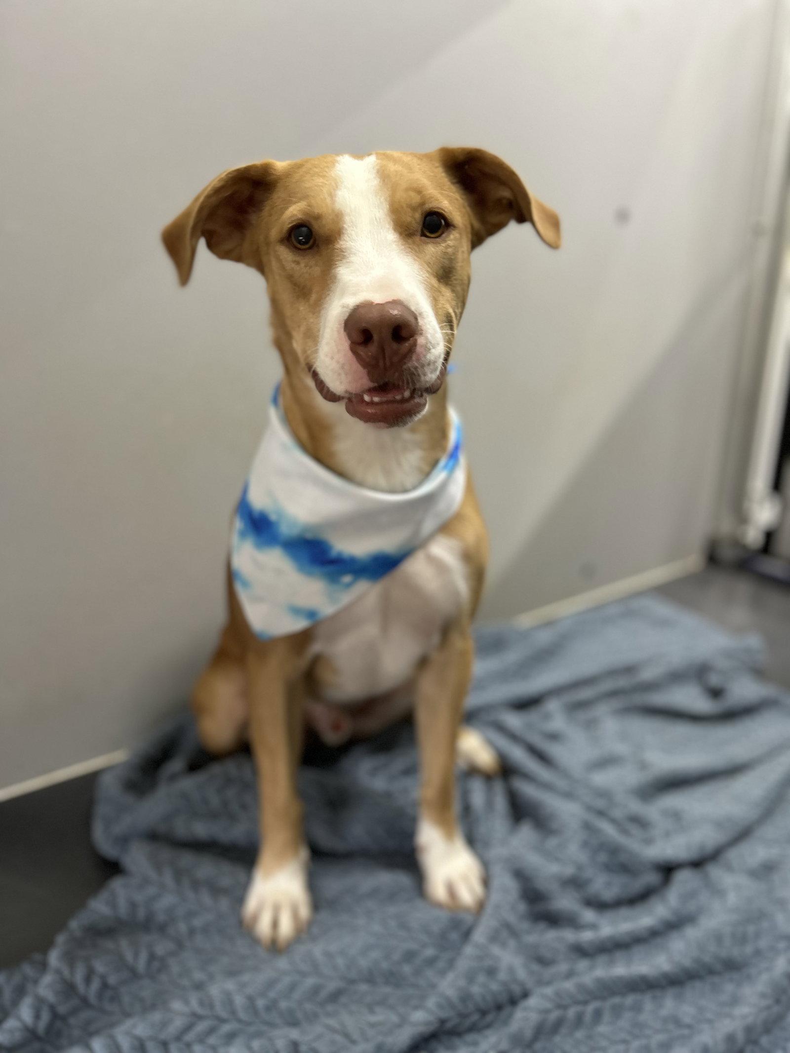 Enlarge Dobby, a Adoptable mixed breed in Corning, AR image 2/3