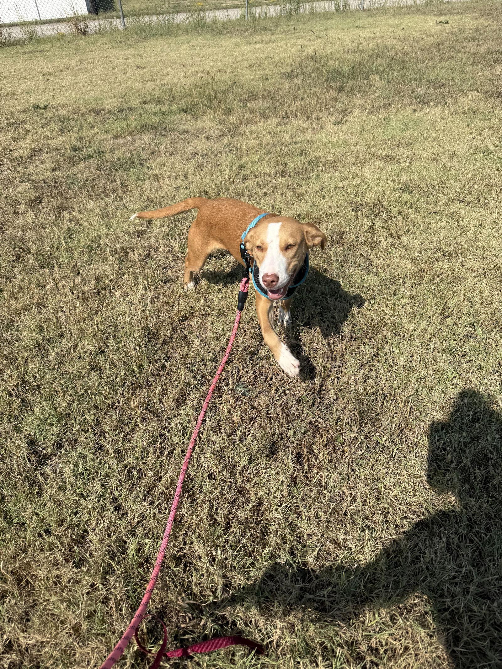 Enlarge Dobby, a Adoptable mixed breed in Corning, AR image 3/3