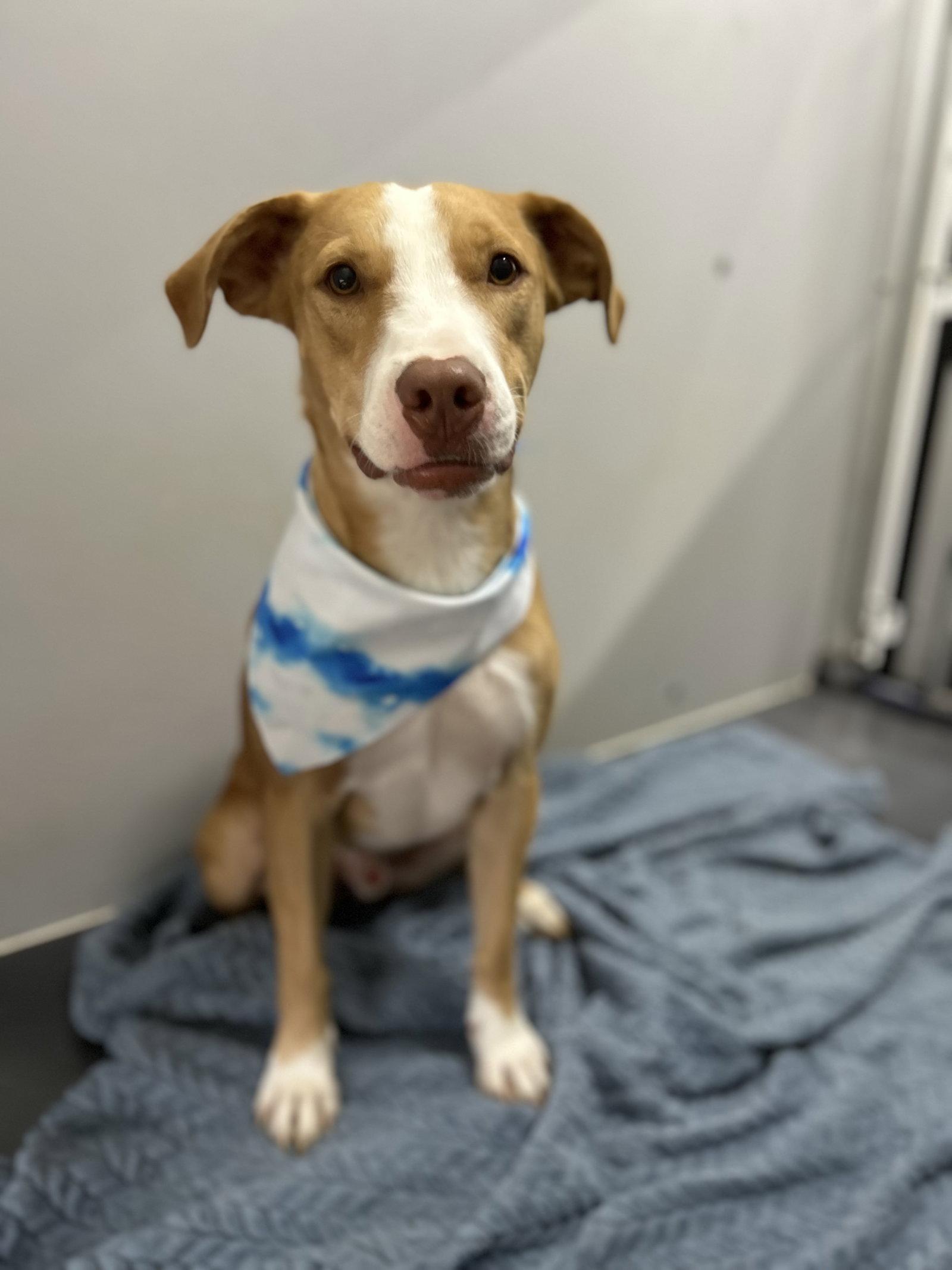 Enlarge Dobby, a Adoptable mixed breed in Corning, AR image 3/3