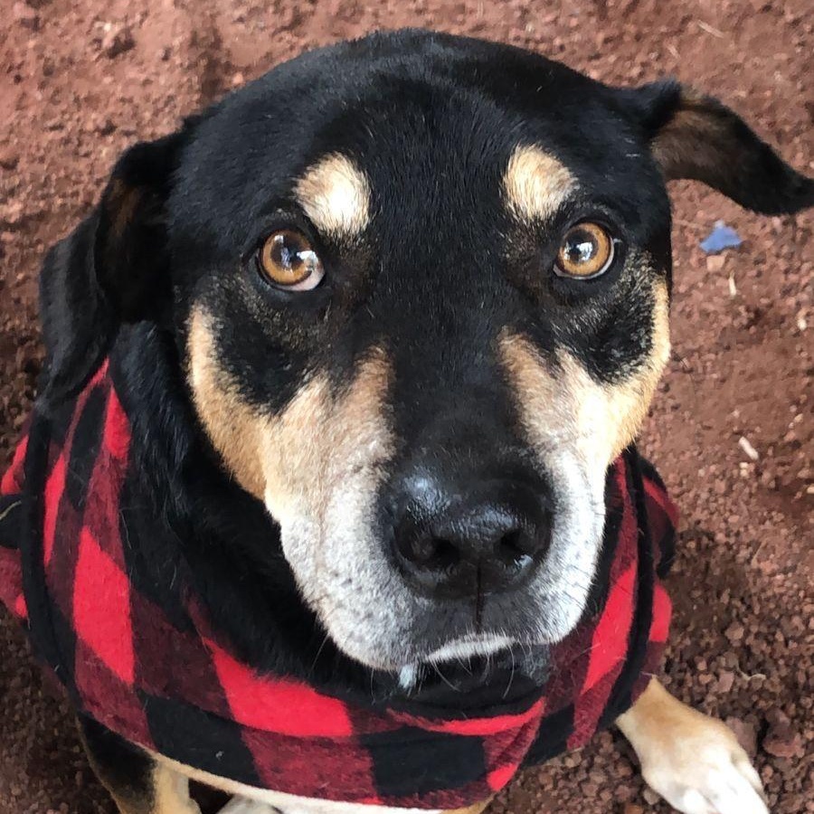 Enlarge Vito, a Adoptable mixed breed in Sherwood, OR image 1/6