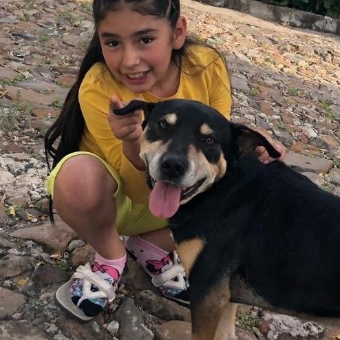 Enlarge Vito, a Adoptable mixed breed in Sherwood, OR image 2/6