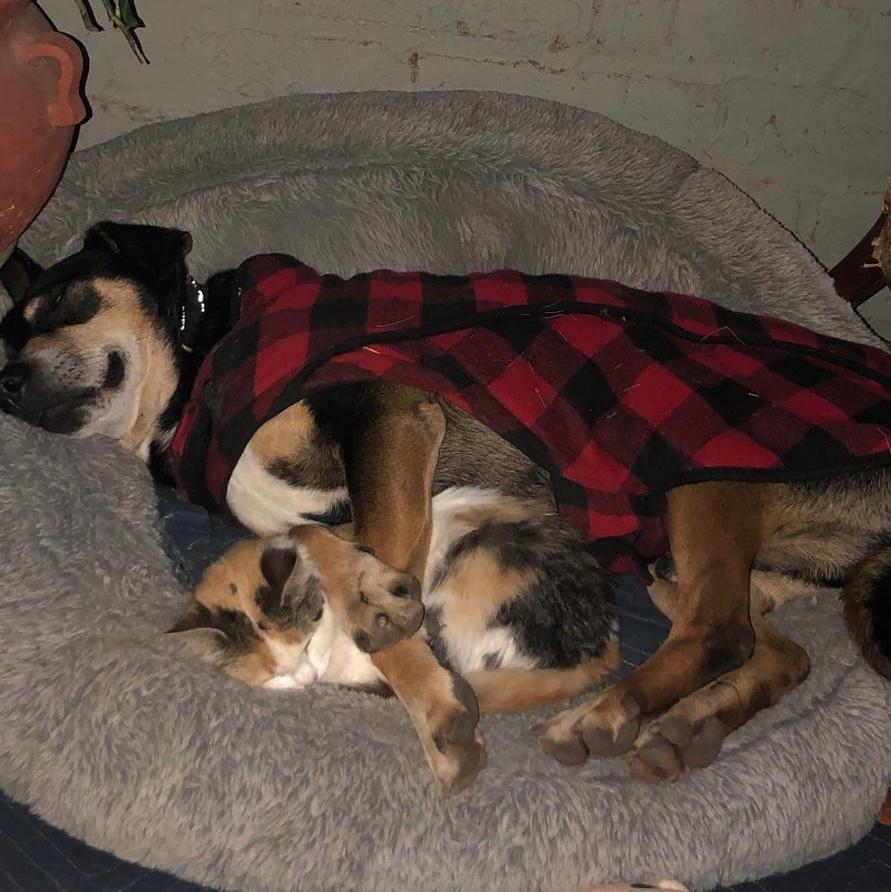 Enlarge Vito, a Adoptable mixed breed in Sherwood, OR image 6/6