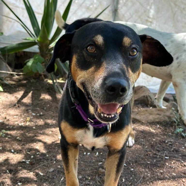 Enlarge Vito, a Adoptable mixed breed in Sherwood, OR image 4/6