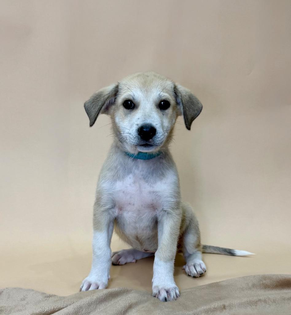 Enlarge Sitka, a Adoptable mixed breed in Buffalo, NY image 1/6