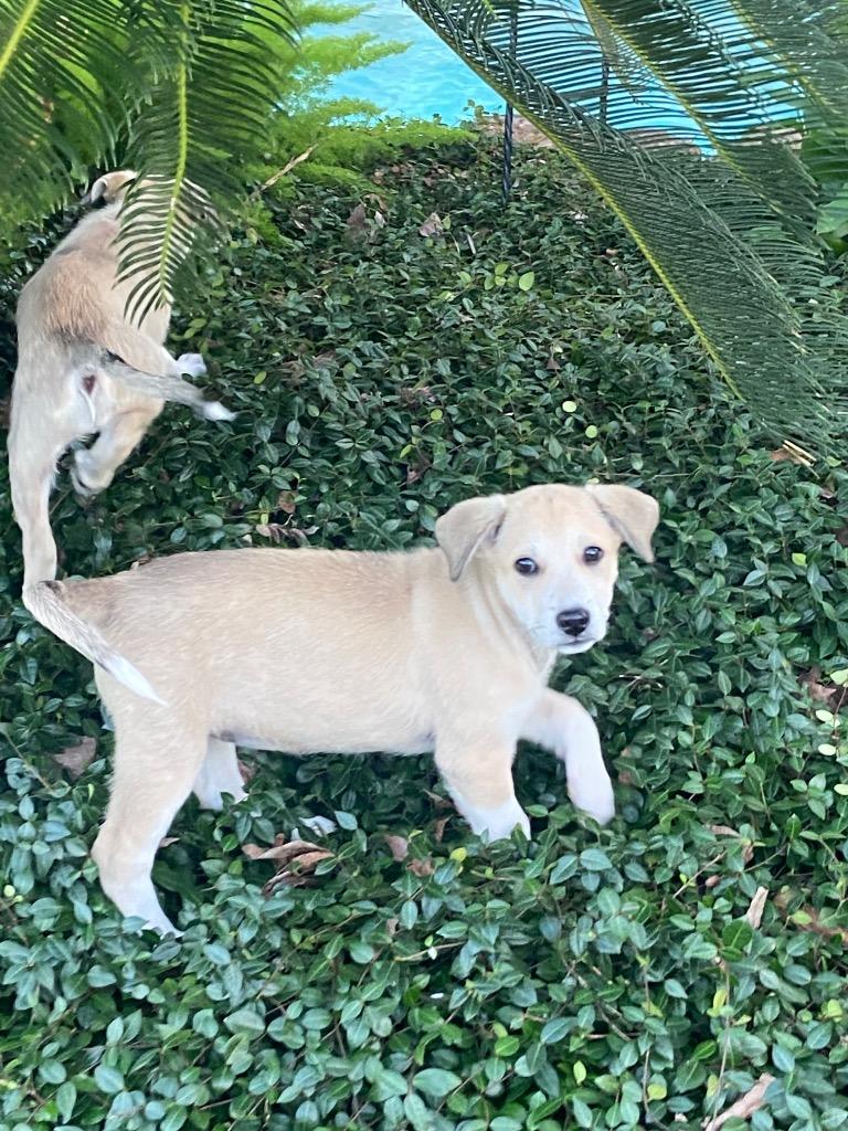 Enlarge Sitka, a Adoptable mixed breed in Buffalo, NY image 2/6