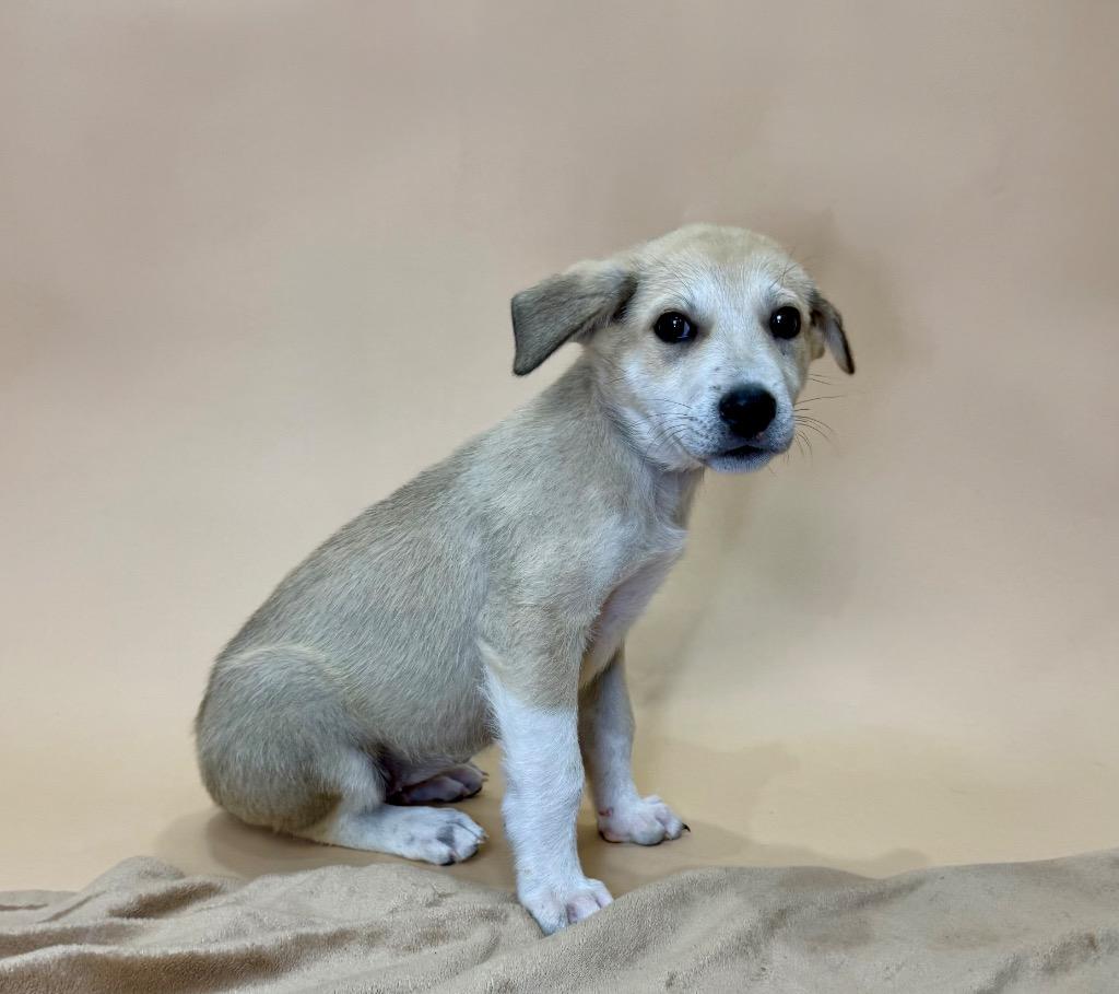 Enlarge Sitka, a Adoptable mixed breed in Buffalo, NY image 4/6