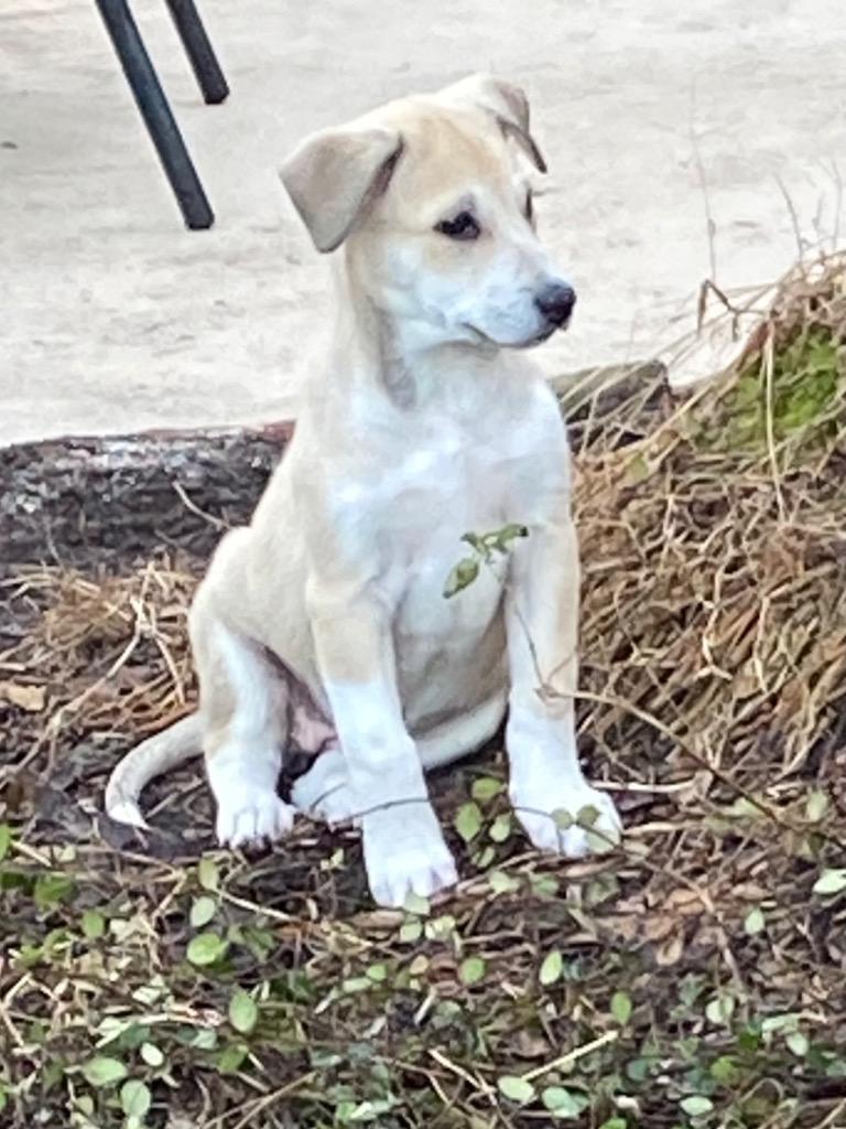 Enlarge Sitka, a Adoptable mixed breed in Buffalo, NY image 5/6