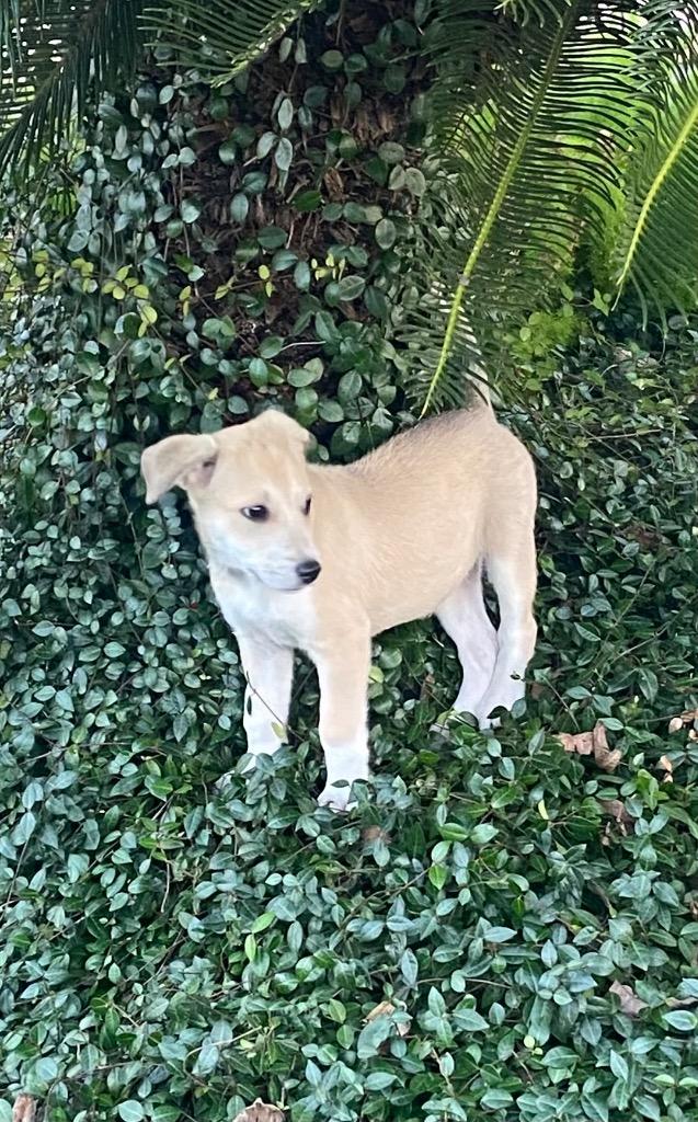 Enlarge Sitka, a Adoptable mixed breed in Buffalo, NY image 6/6