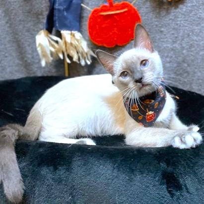 Pico Perfection! thumbnail 6