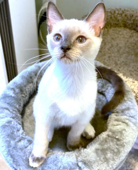 Pico Perfection! thumbnail 5