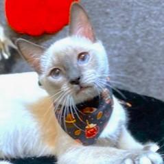 Pico Perfection! photo 1