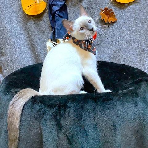 Pico Perfection! thumbnail 4