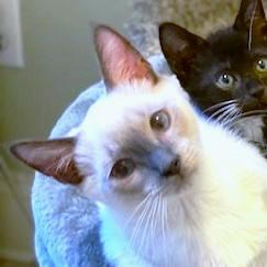 Pico Perfection! thumbnail 2